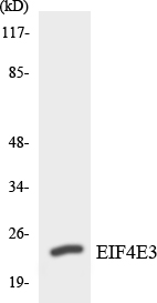 Western blot analysis of the lysates from HepG2 cells using EIF4E3 antibody