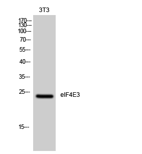 Western Blot analysis of 3T3 cells using eIF4E3 Polyclonal Antibody diluted at 1:1000