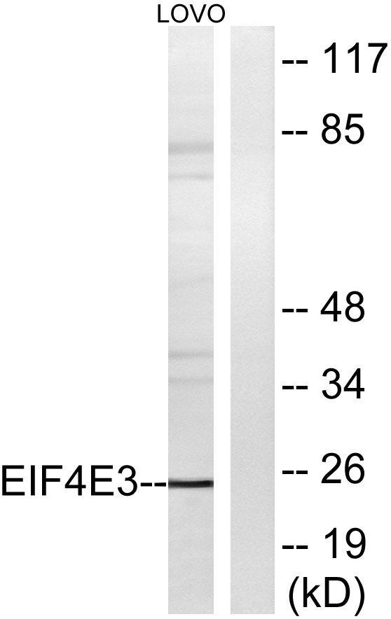 Western blot analysis of lysates from LOVO cells, using EIF4E3 Antibody