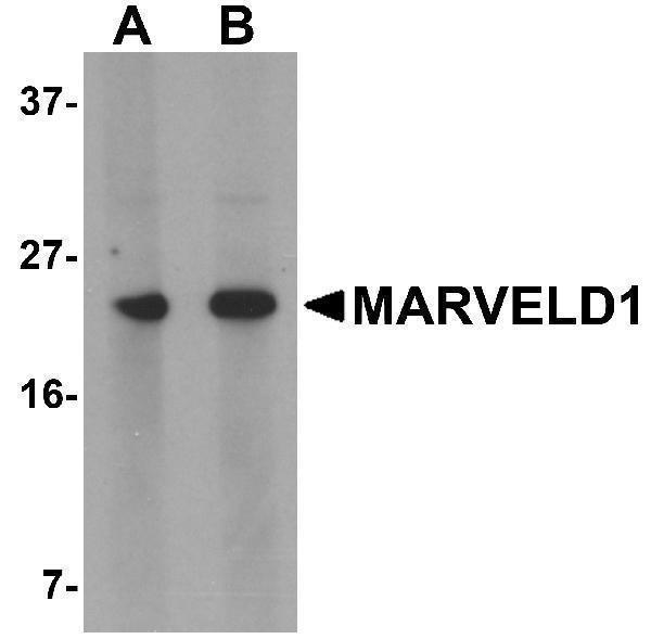a13025 marveld1 primary antibodies wb testing 1