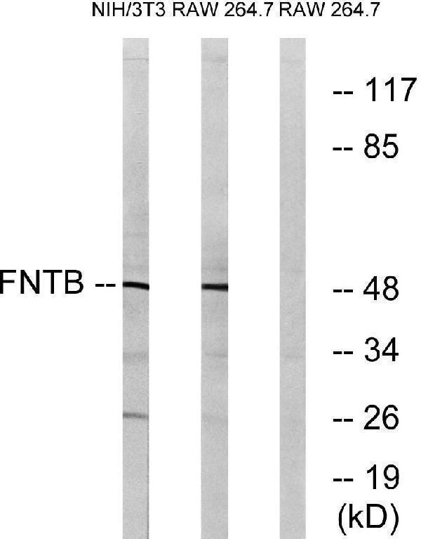 a13026 churc1 primary antibodies wb testing 1