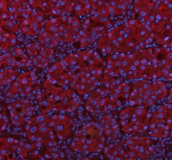 a13028 1 msto1 primary antibodies if testing 1