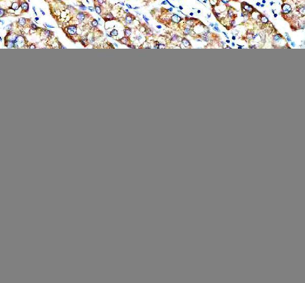 a13028 1 msto1 primary antibodies ihc testing 1