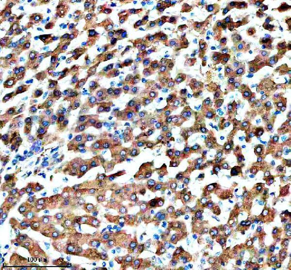 a13028 1 msto1 primary antibodies ihc testing 2