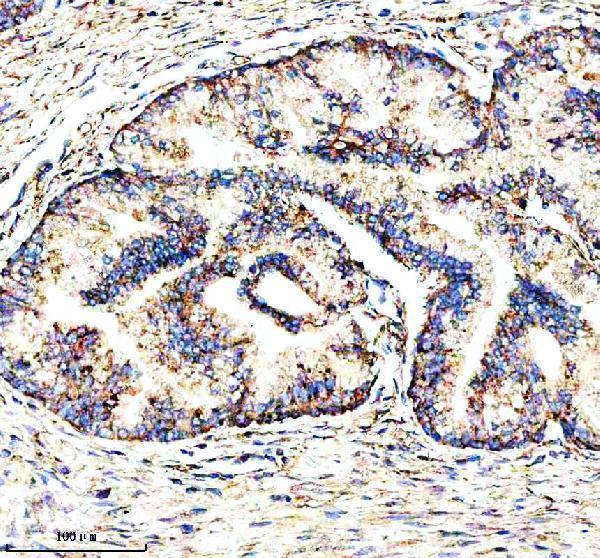 a13028 1 msto1 primary antibodies ihc testing 3