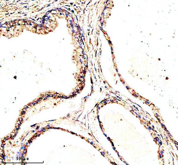a13028 1 msto1 primary antibodies ihc testing 4