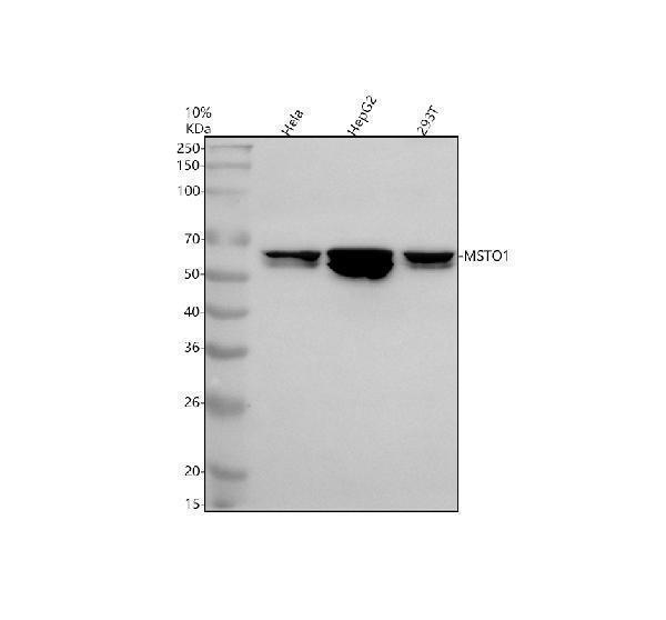 a13028 1 msto1 primary antibodies wb testing 1