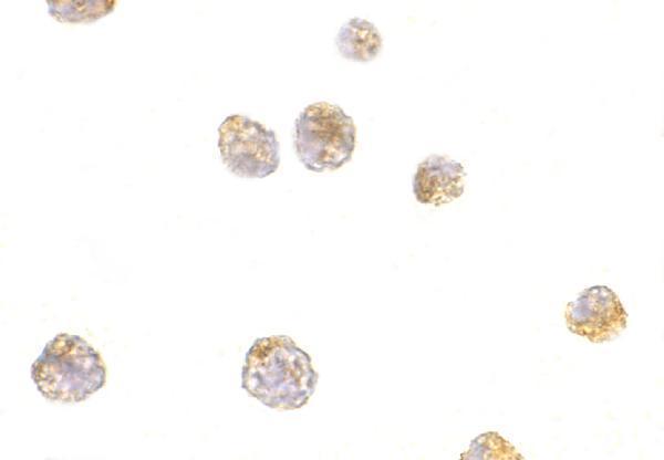 a13037 1 tp53aip1 primary antibodies icc testing 2