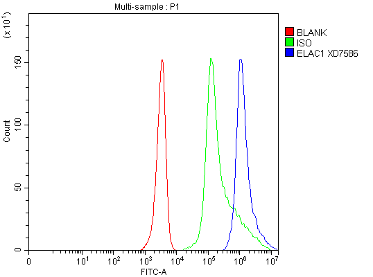 Flow Cytometry analysis of HEL cells using anti-ELAC1 antibody (A13042-2)