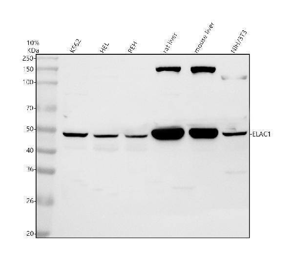 Western blot analysis of ELAC1 using anti-ELAC1 antibody (A13042-2)