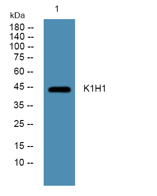 a13044 krt31 primary antibodies wb testing 1
