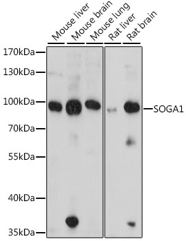 a13046 1 soga1 primary antiboties wb testing 1
