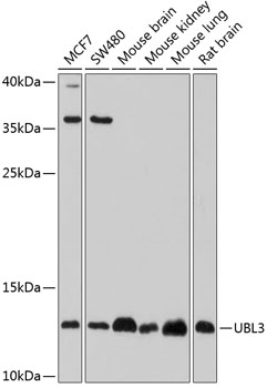 Western blot analysis of extracts of various cell lines, using UBL3 antibody  at 1:1000 dilution