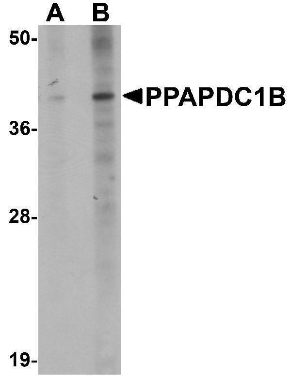 a13059 ppapdc1b primary antibodies wb testing 1