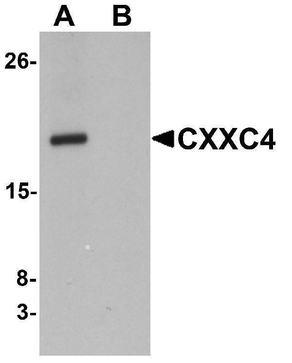 a13072 cxxc4 primary antibodies wb testing 1