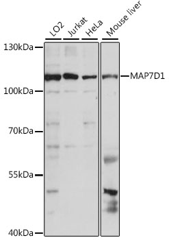 Western blot analysis of extracts of various cell lines, using MAP7D1 antibody  at 1:1000 dilution