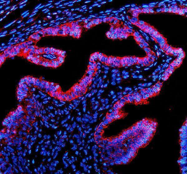 a13080 1 ttll10 primary antibodies if testing 1