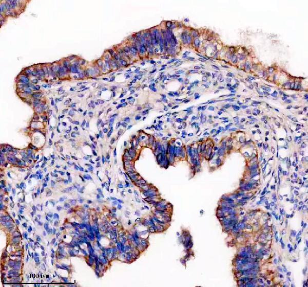 a13080 1 ttll10 primary antibodies ihc testing 1