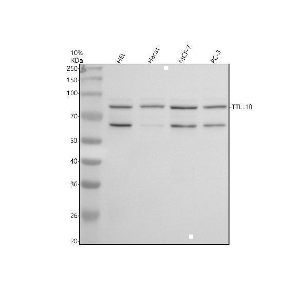 a13080 1 ttll10 primary antibodies wb testing 1