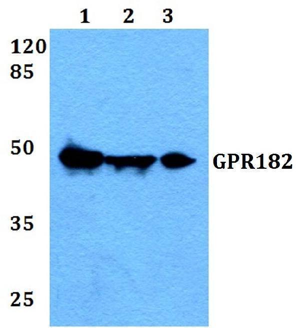 Western blot (WB) analysis of GPR182 polyclonal antibody at 1:500 dilution
Lane1:A549 whole cell lysate
Lane2:Raw264