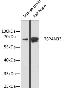 a13091 tspan33 primary antiboties wb testing 1