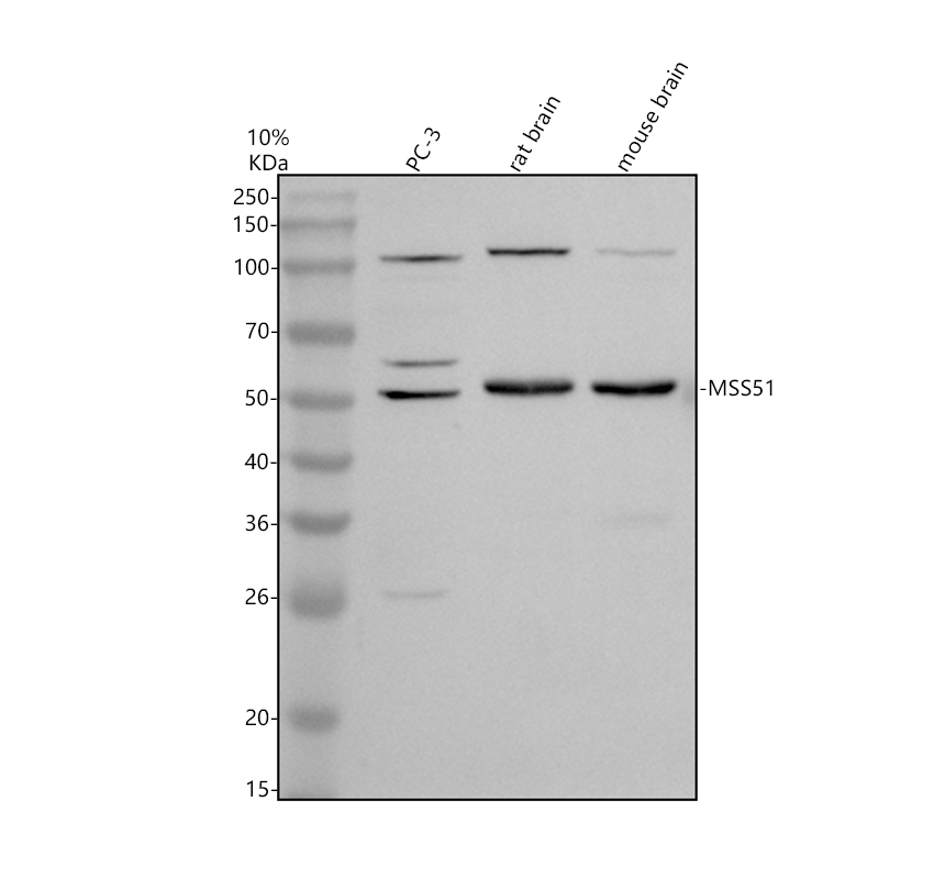 Western blot analysis of MSS51 using anti-MSS51 antibody (A13095-1)