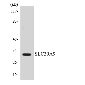 a13097 1 slc39a9 primary antibodies wb testing 1
