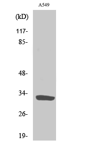 a13097 1 slc39a9 primary antibodies wb testing 2