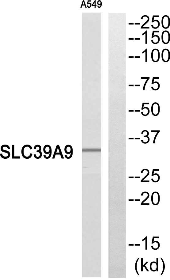 a13097 1 slc39a9 primary antibodies wb testing 3