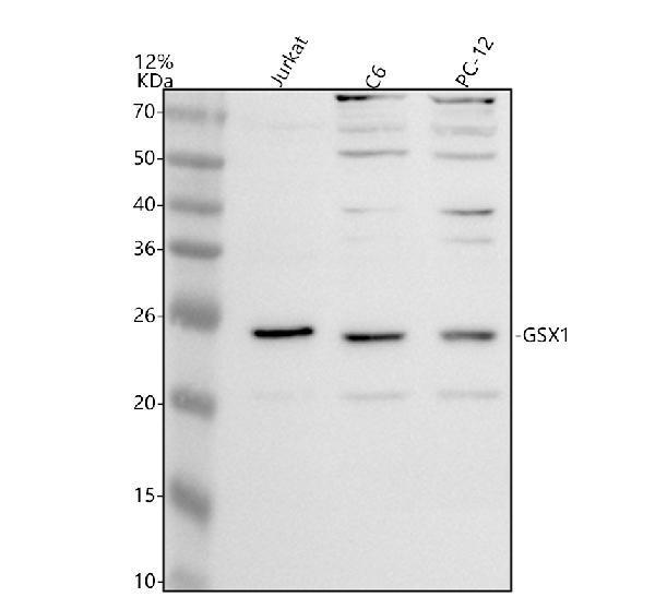 a13105 1 gsx1 primary antibodies wb testing 1