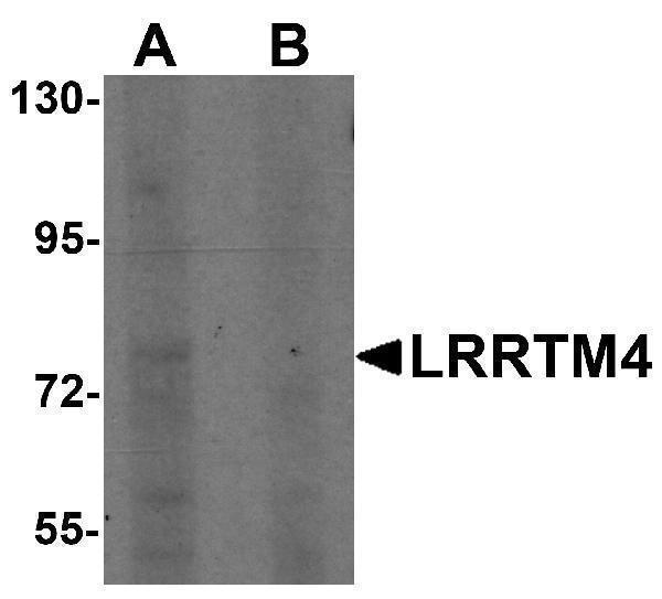 a13110 lrrtm4 primary antibodies wb testing 1