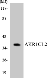 Western blot analysis of the lysates from HT-29 cells using AKR1CL2 antibody