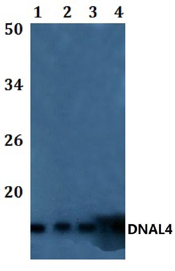 a13115 1 dnal4 primary antiboties wb testing 1