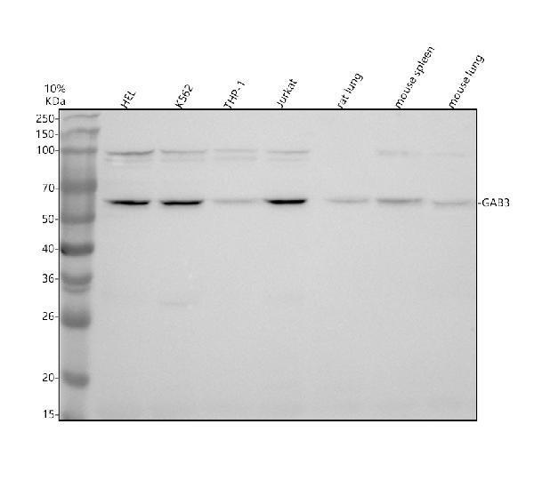 a13117 gab3 primary antibodies wb testing 1