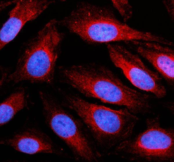 a13119 1 gsg1 primary antibodies if testing 1