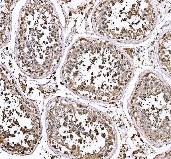 a13119 1 gsg1 primary antibodies ihc testing 1