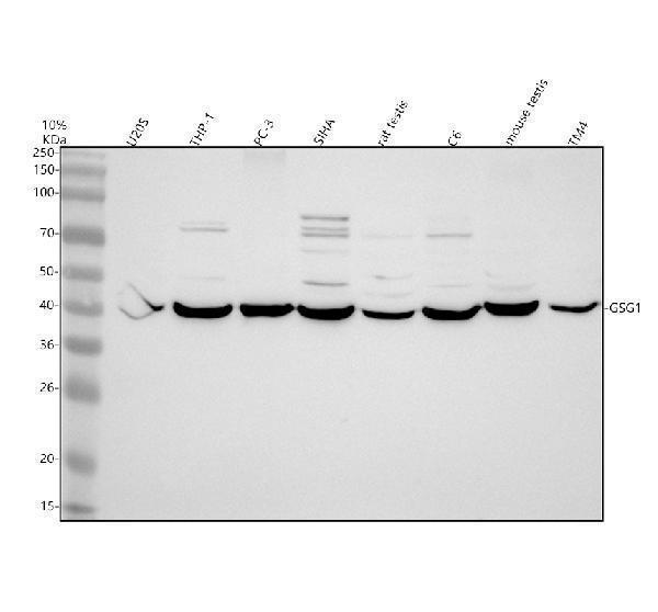 a13119 1 gsg1 primary antibodies wb testing 1