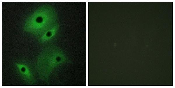 a13123 minos1 primary antibodies if testing 1