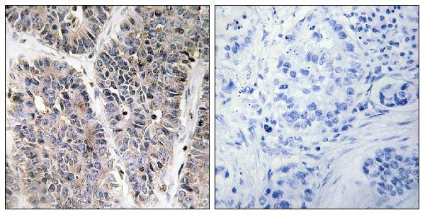 a13123 minos1 primary antibodies ihc testing 4