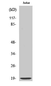 a13123 minos1 primary antibodies wb testing 2