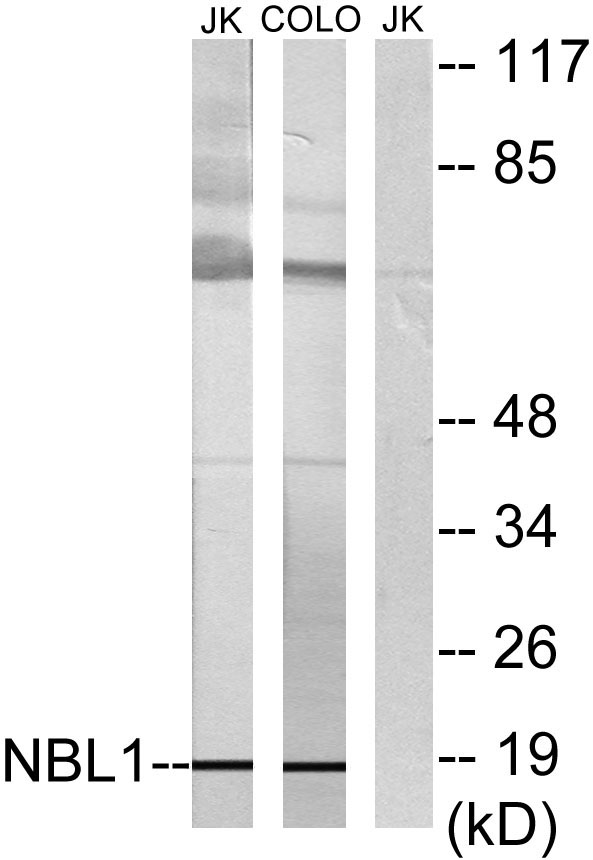 a13123 minos1 primary antibodies wb testing 3