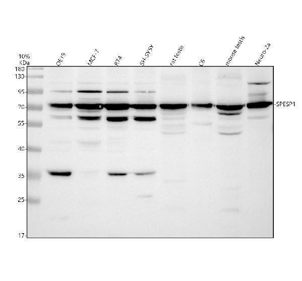 a13127 spesp1 primary antibodies wb testing 1