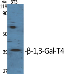 Western blotting validation for Anti-beta-1