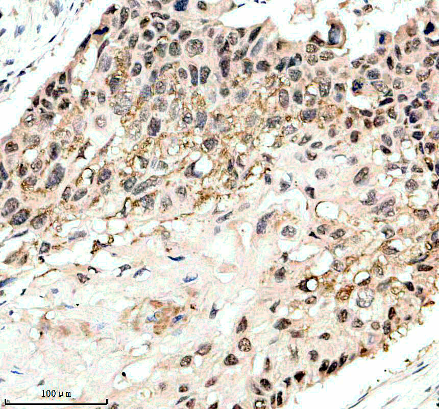 IHC analysis of RBM27 using anti-RBM27 antibody (A13137)