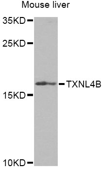 Western blot analysis of extracts of mouse liver, using TXNL4B Antibody