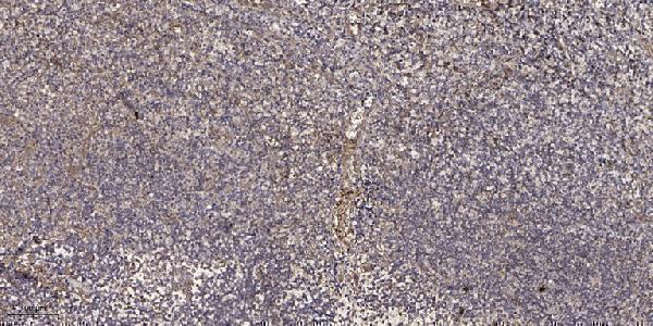 Immunohistochemical analysis of paraffin-embedded human tonsil