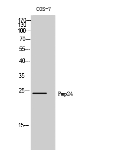 Western Blot analysis of COS-7 cells using Pmp24 Polyclonal Antibody