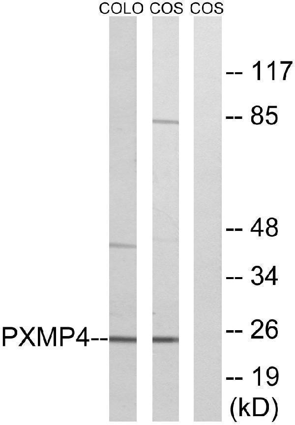 Western blot analysis of lysates from COS7 and COLO cells, using PXMP4 Antibody