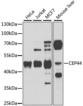 a13149 cep44 primary antiboties wb testing 1