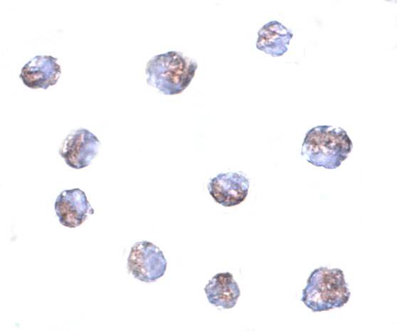Immunocytochemistry of TMEM214 in A20 cells with TMEM214 antibody at 5 μg/mL